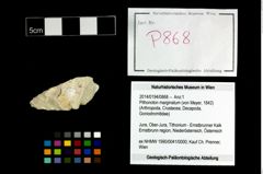 Foto (Objekt + Etikett) von Pithonoton marginatum (von Meyer, 1842)  (NHMW-GEO-2014-0194-0868)